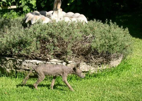 Coyote atteint de gale sarcoptique : l'animal que les analyses ADN ont identifié derrière la plupart des « chupacabras » abattus.