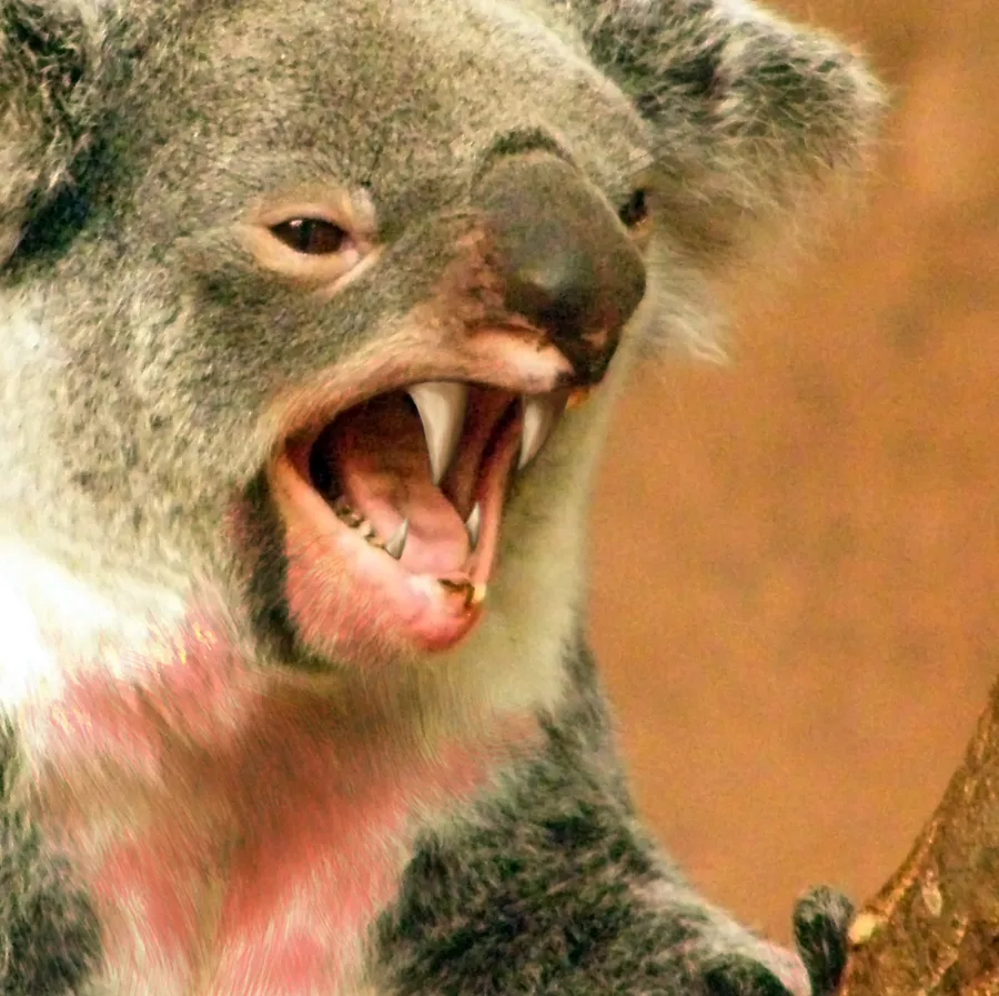 Photomontage parodique de drop bear, l'imagerie type du canular sur Internet.