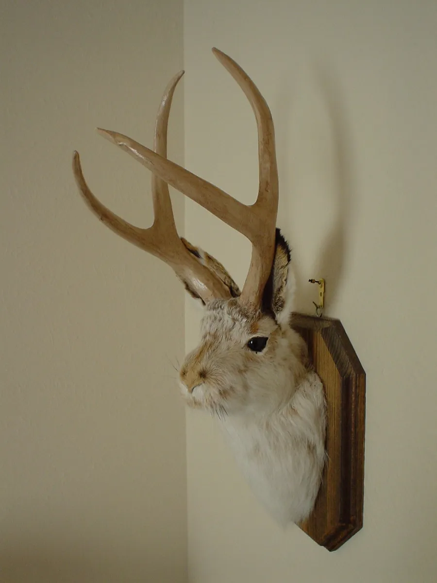 Trophée de jackalope naturalisé : un lièvre monté avec des bois de cervidé, dans la pure tradition des taxidermistes farceurs.