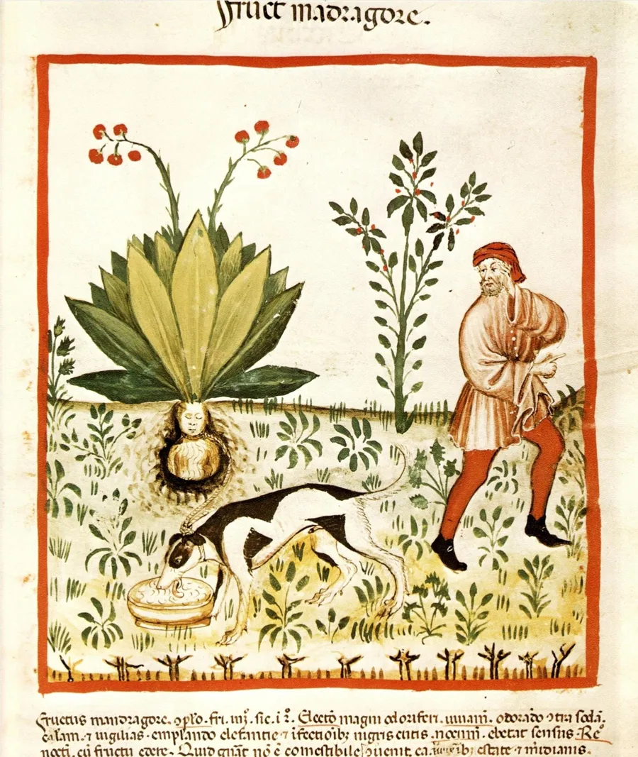 La récolte de la mandragore par le chien, Tacuinum Sanitatis, vers 1390.