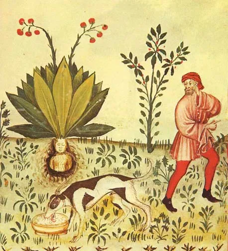 Mandragore à racine humaine, Tacuinum Sanitatis, XVe siècle.