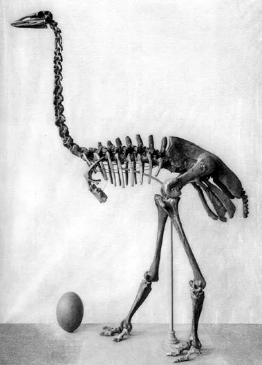 Squelette et œuf d'æpyornis, l'oiseau géant de Madagascar, planche de 1913 : le candidat réel le plus souvent avancé derrière la légende.