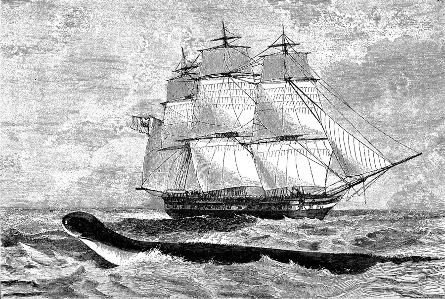 L'animal signalé en 1848 par l'équipage du HMS Daedalus, gravure d'Edwin Weedon d'après Frederick James Smyth, publiée dans Monsters of the Sea de John Gibson en 1887.