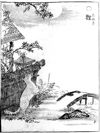 Le tanuki dessiné par Toriyama Sekien dans le Gazu Hyakki Yagyô, son grand catalogue de yôkai (1776).