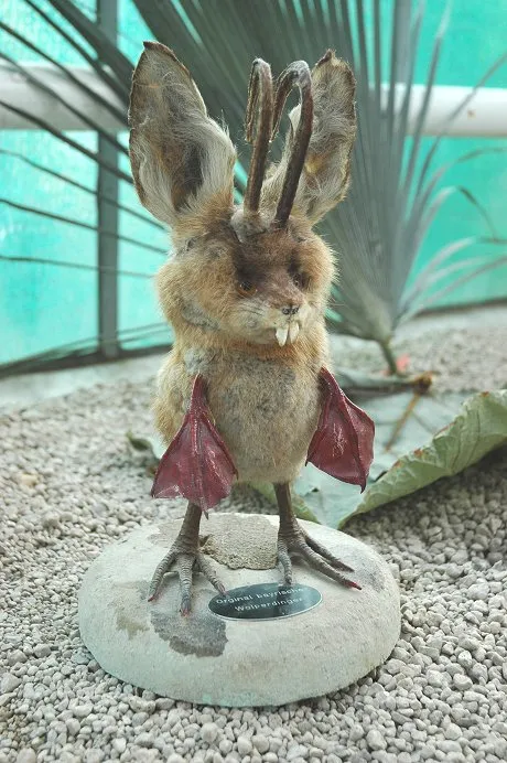 Wolpertinger naturalisé, l'un de ces montages taxidermiques exposés en Bavière.