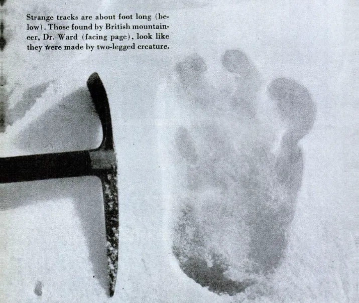 L'empreinte relevée au glacier Menlung pendant la reconnaissance d'Eric Shipton en 1951, la photographie qui a lancé les grandes expéditions à yéti.